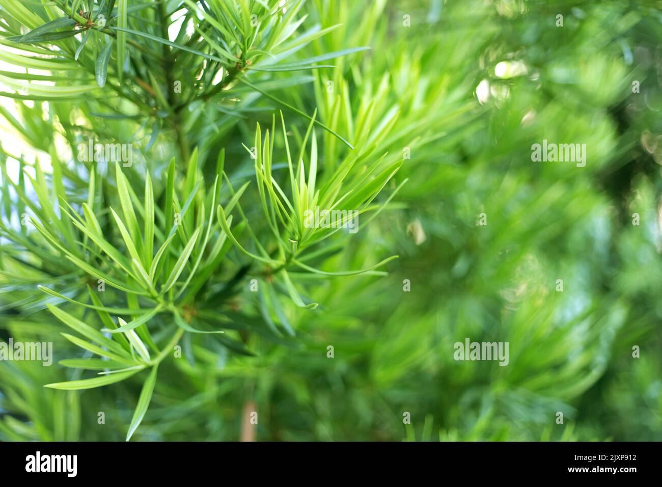 Thuja branches with cones close up background. Stock Photo