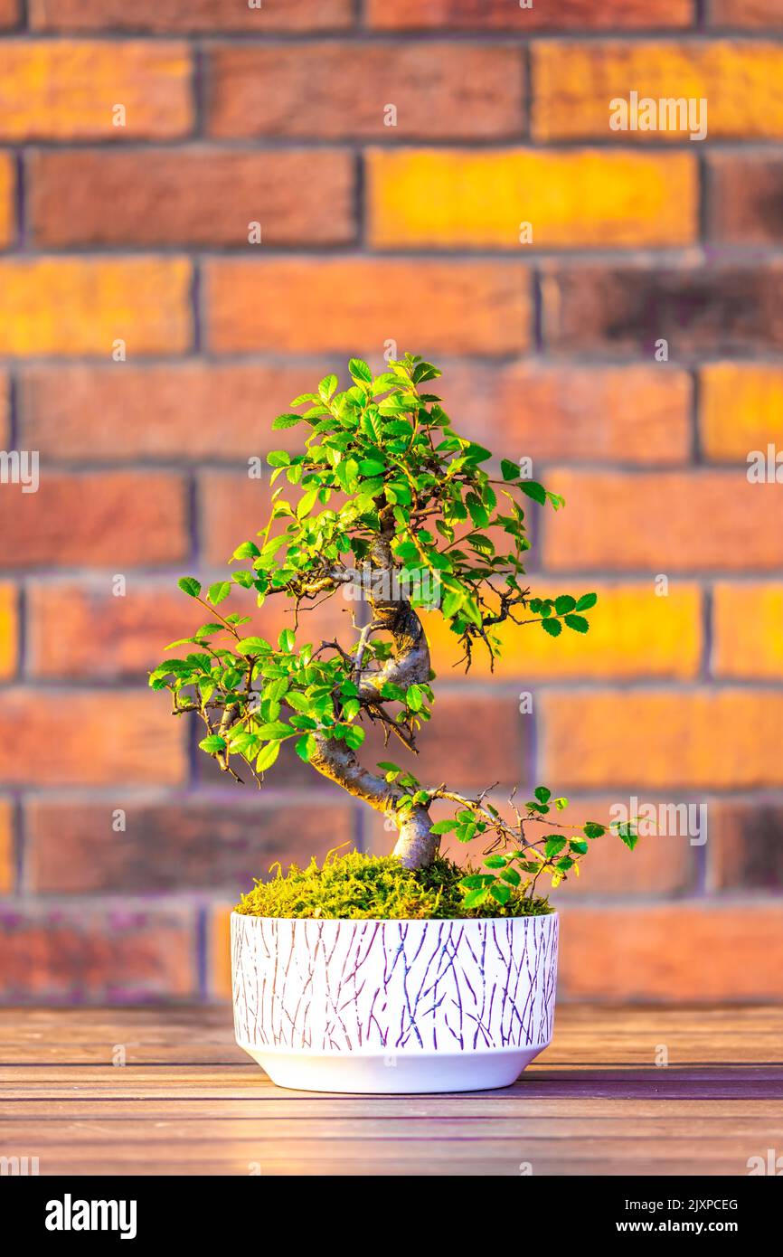 Bonsai (carpinus tree) in the white pot is placed on brown brick background. Small zen tree with green leaves and twisted trunk. Beautiful plant for h Stock Photo