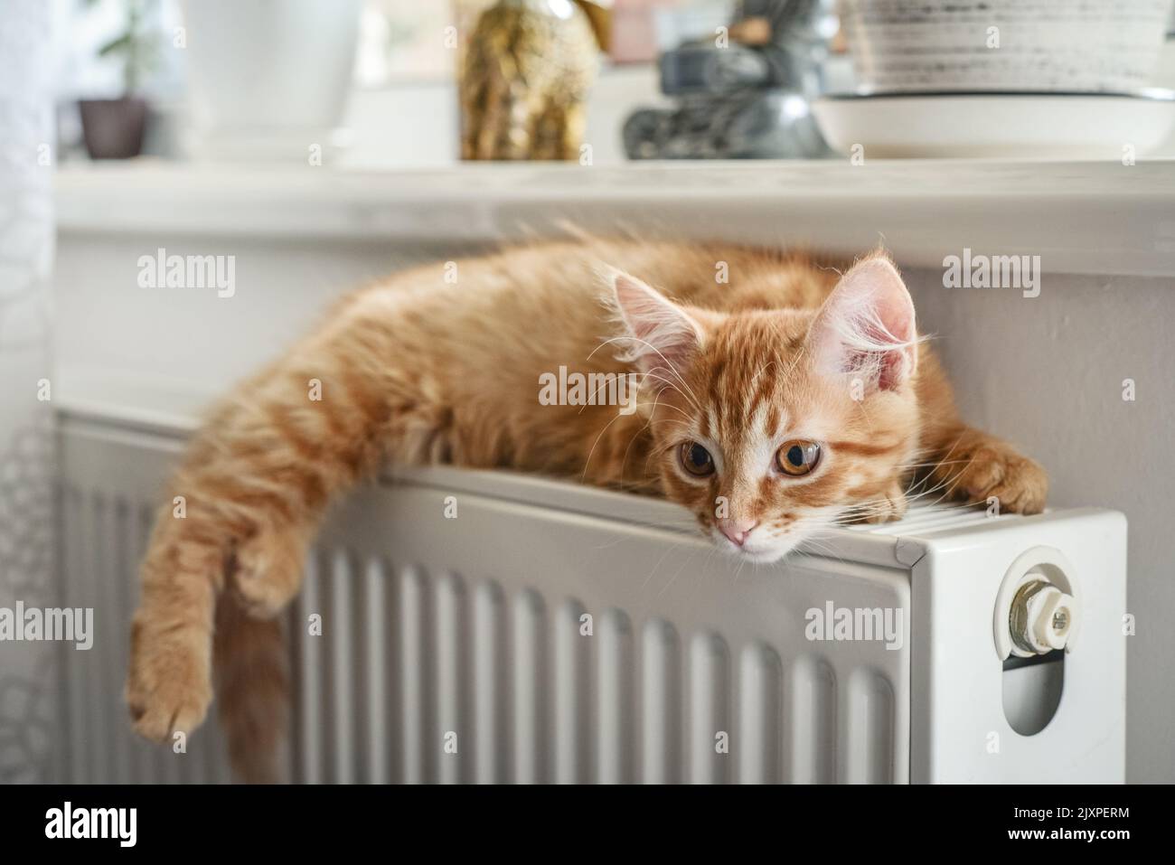 Cute little ginger kitten with amber eyes relaxing on the warm radiator closeup Stock Photo
