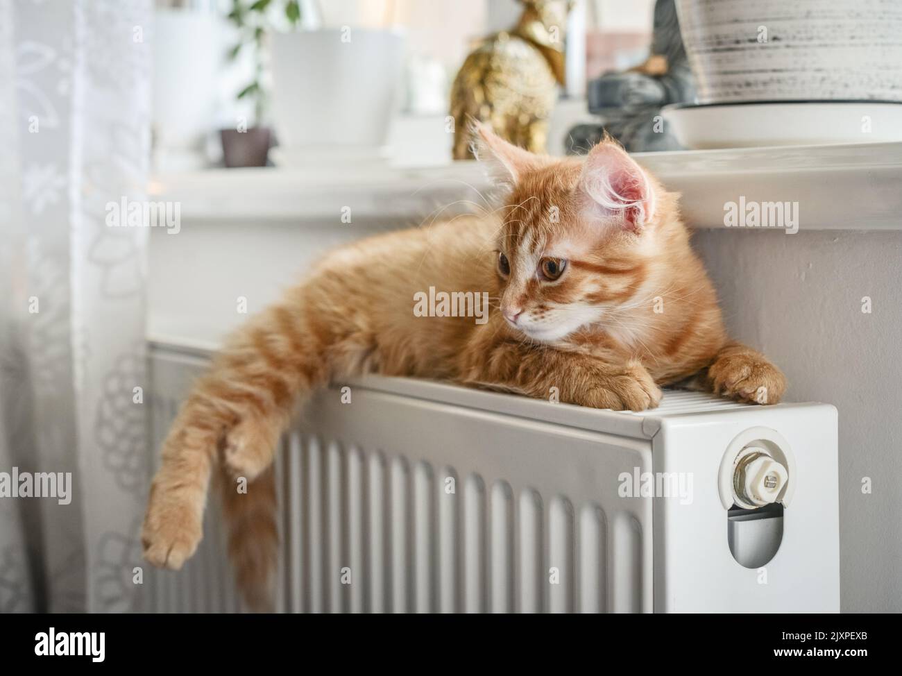 Cute little ginger kitten with amber eyes relaxing on the warm radiator closeup Stock Photo