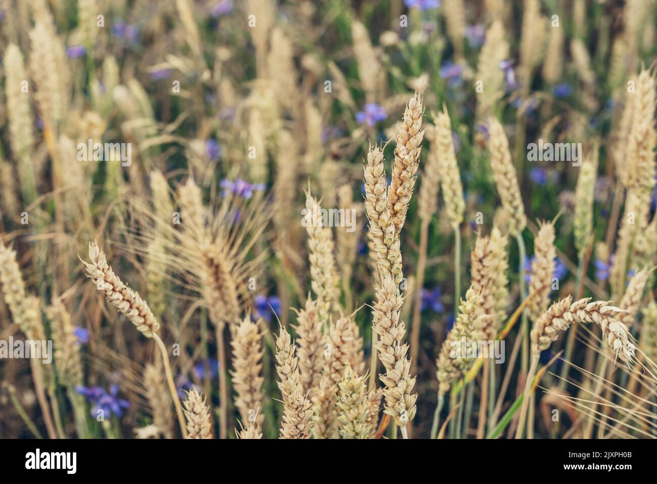 Wheat field with golden spikelets close up Stock Photo