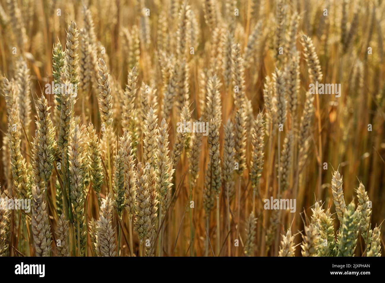 Wheat field with golden spikelets close up Stock Photo