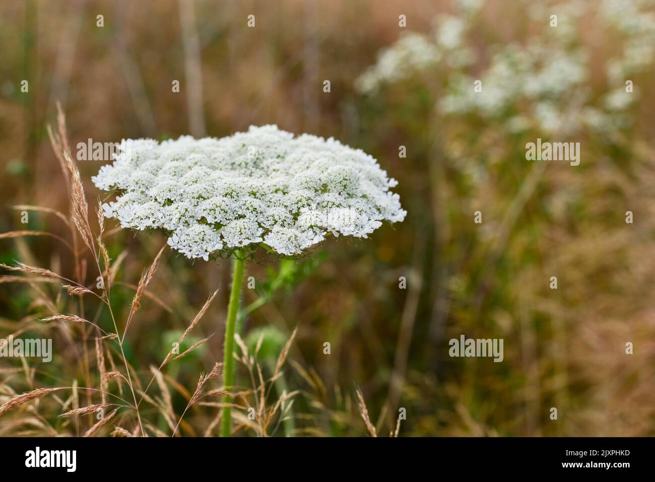 The hogweed a huge plant with large white parasol-like flowers, a dangerous plant for humans. Stock Photo