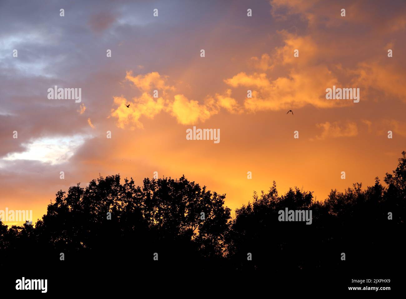 September Sunset. Birds fly to roost. Stock Photo