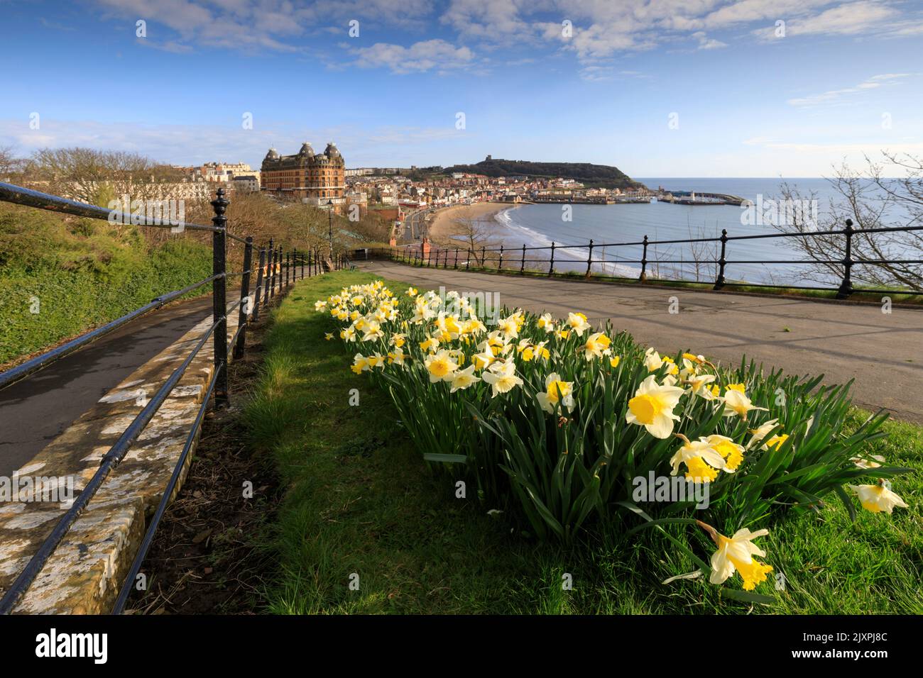 Daffodils with the South Bay at Scarborough in the distance. Stock Photo