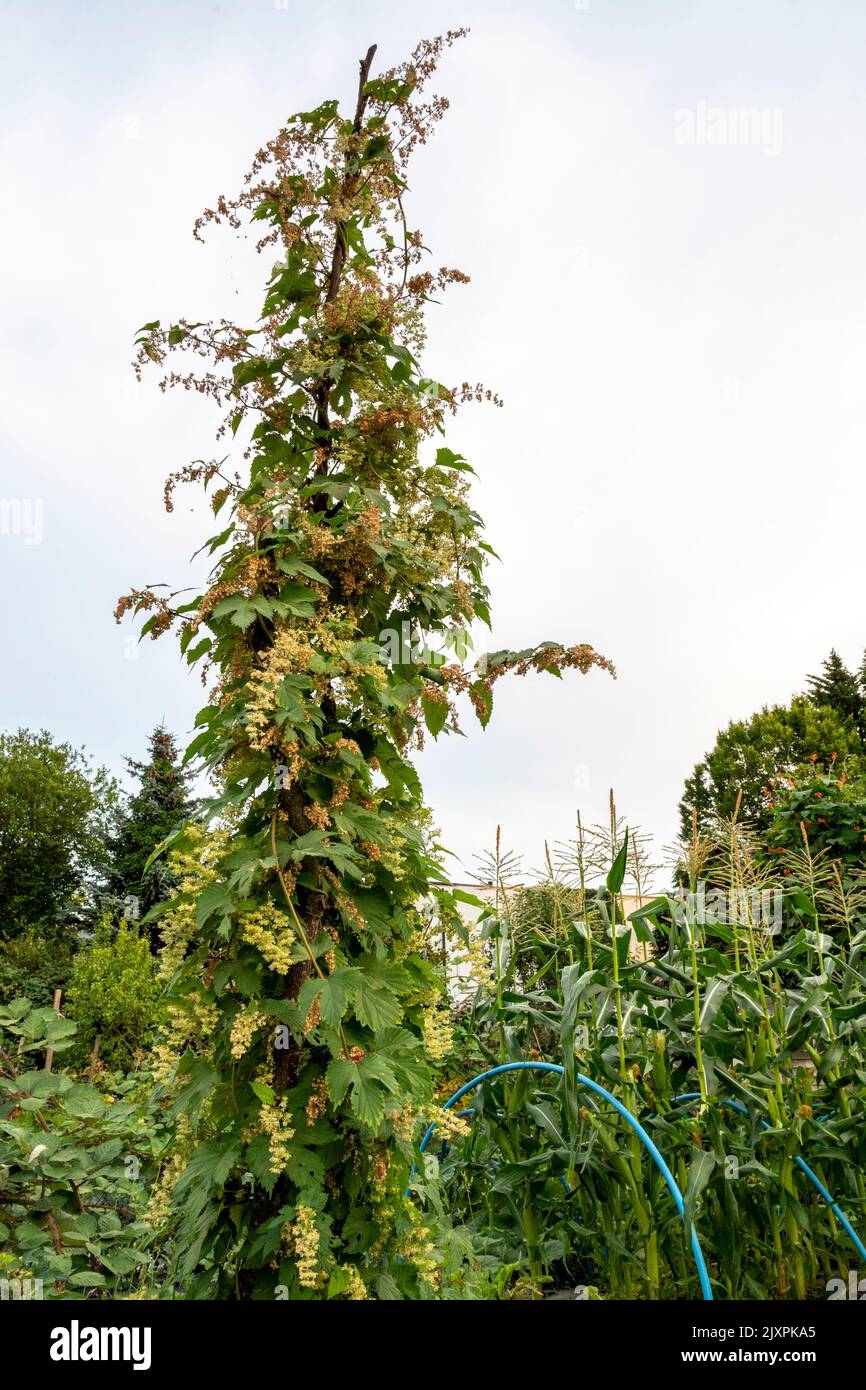 Growing hops/ humulus lupulus on a bine on an allotment. Stock Photo