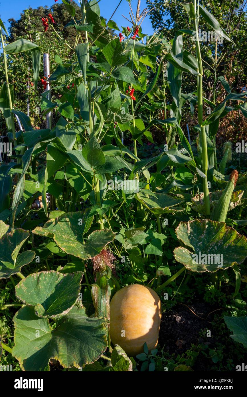 Three sisters method of growing corn (maize), beans and squash/ pumpkins together as complimentary crops. Stock Photo