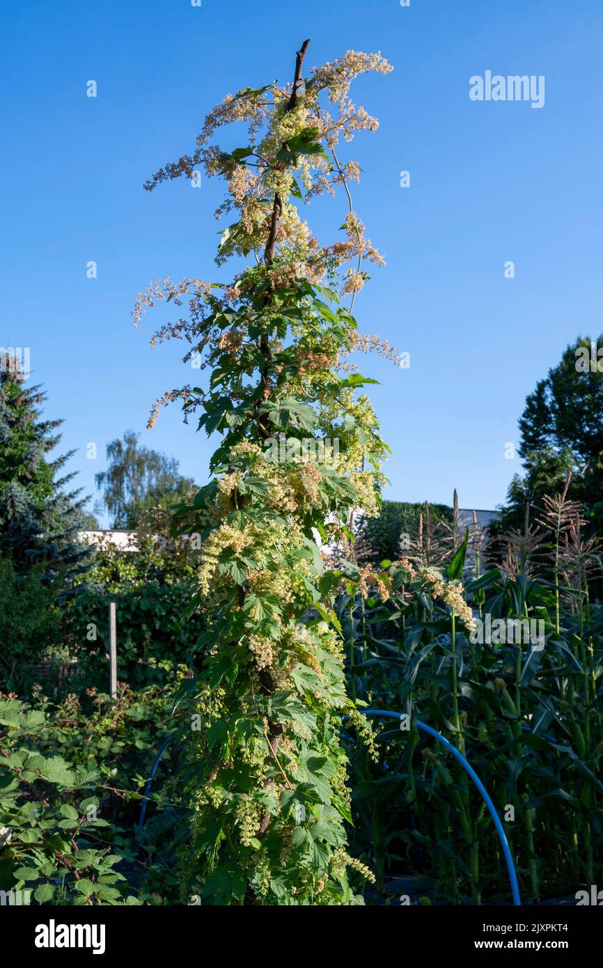 Growing hops/ humulus lupulus on a bine on an allotment. Stock Photo