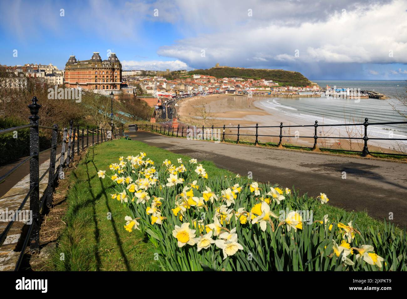 Daffodils with the South Bay at Scarborough in the distance. Stock Photo