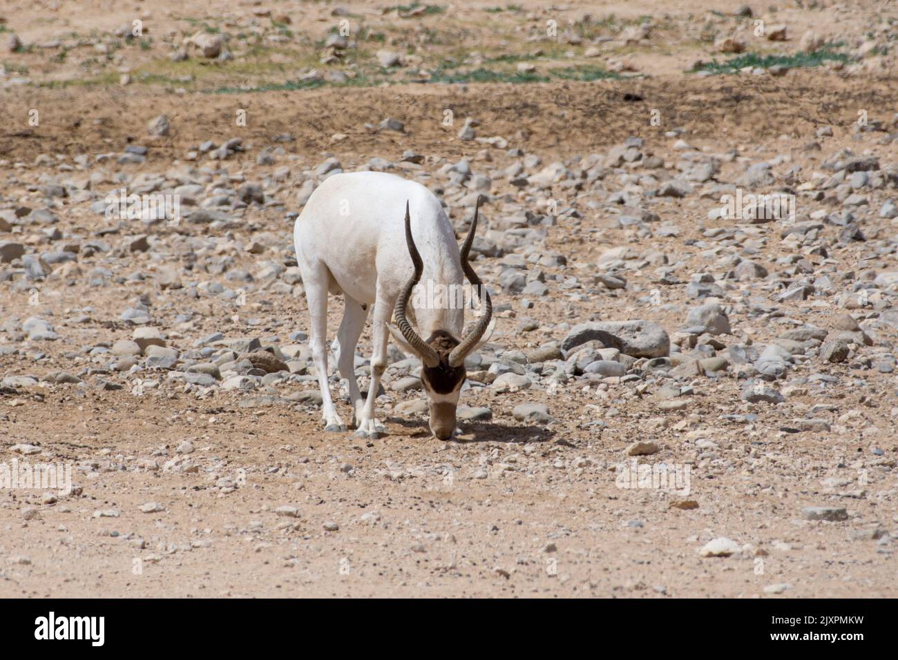 A critically endangered Addax (Addax nasomaculatus) also known as the ...