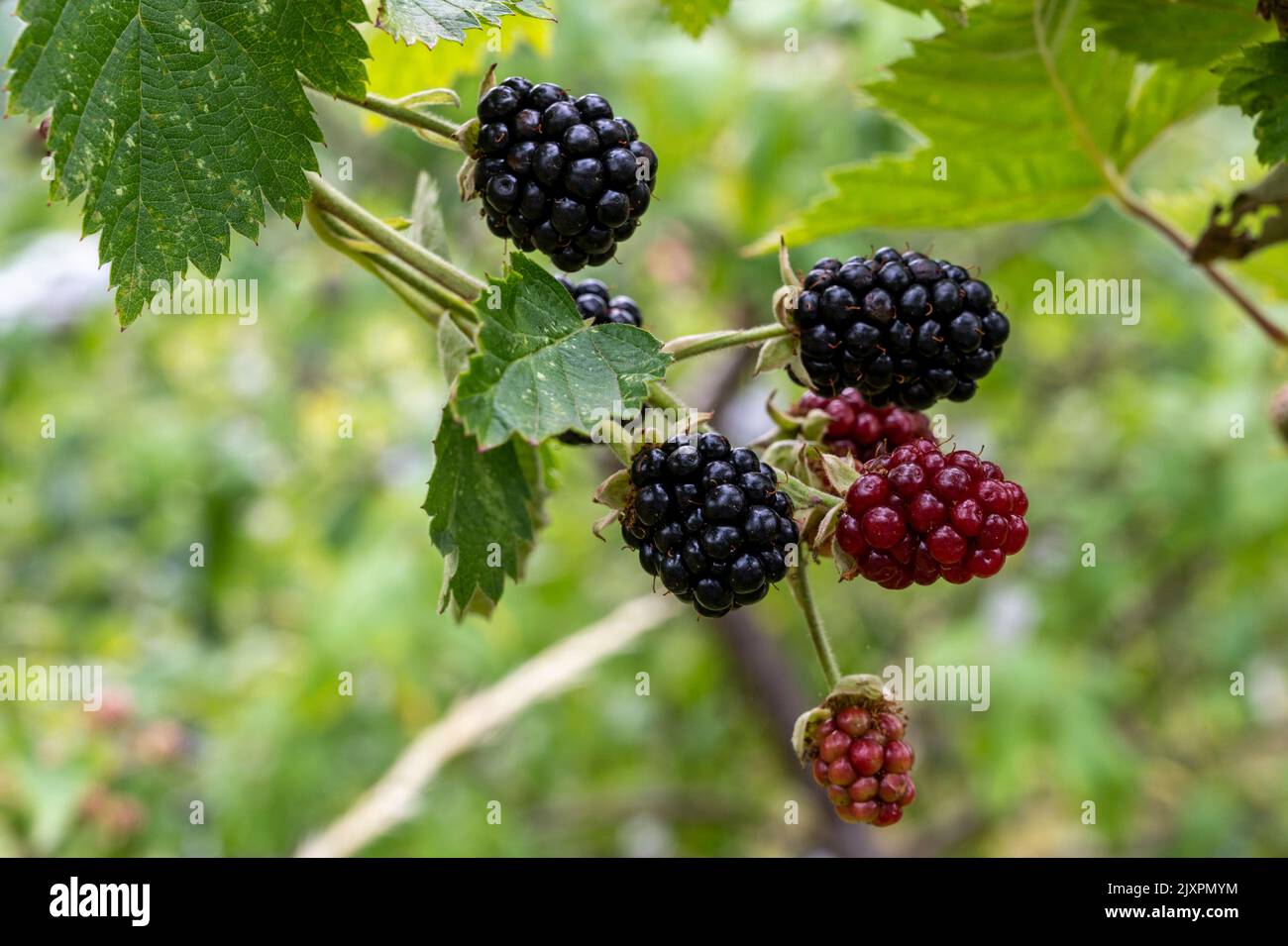 Boysenberries (rubus ursinus x idaeusare) ripening on canes; a hybrid of  European raspberry, blackberry, American dewberry and loganberry. Stock Photo