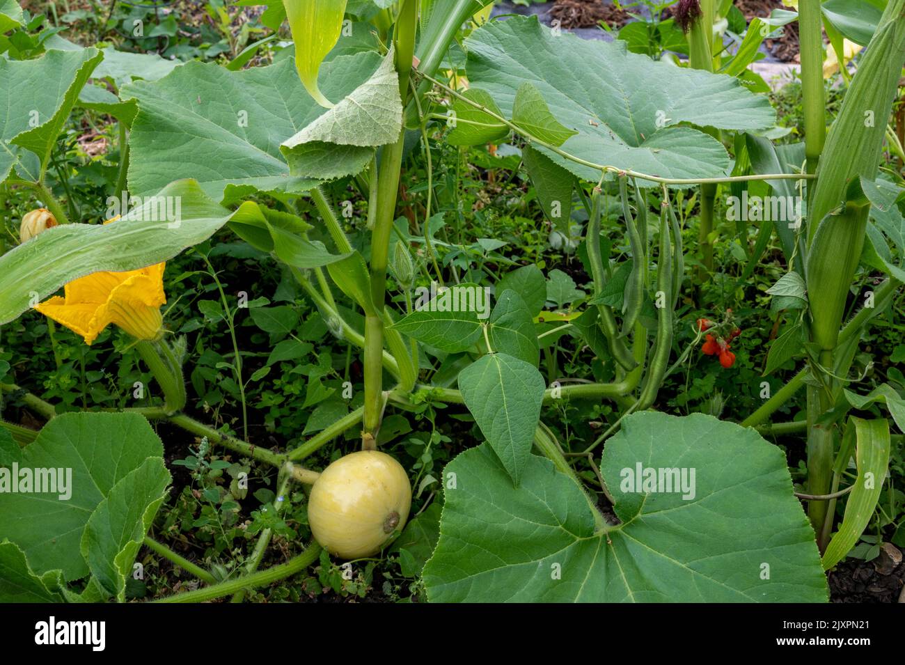 Three sisters method of growing corn (maize), beans and squash/ pumpkins together as complimentary crops. Stock Photo