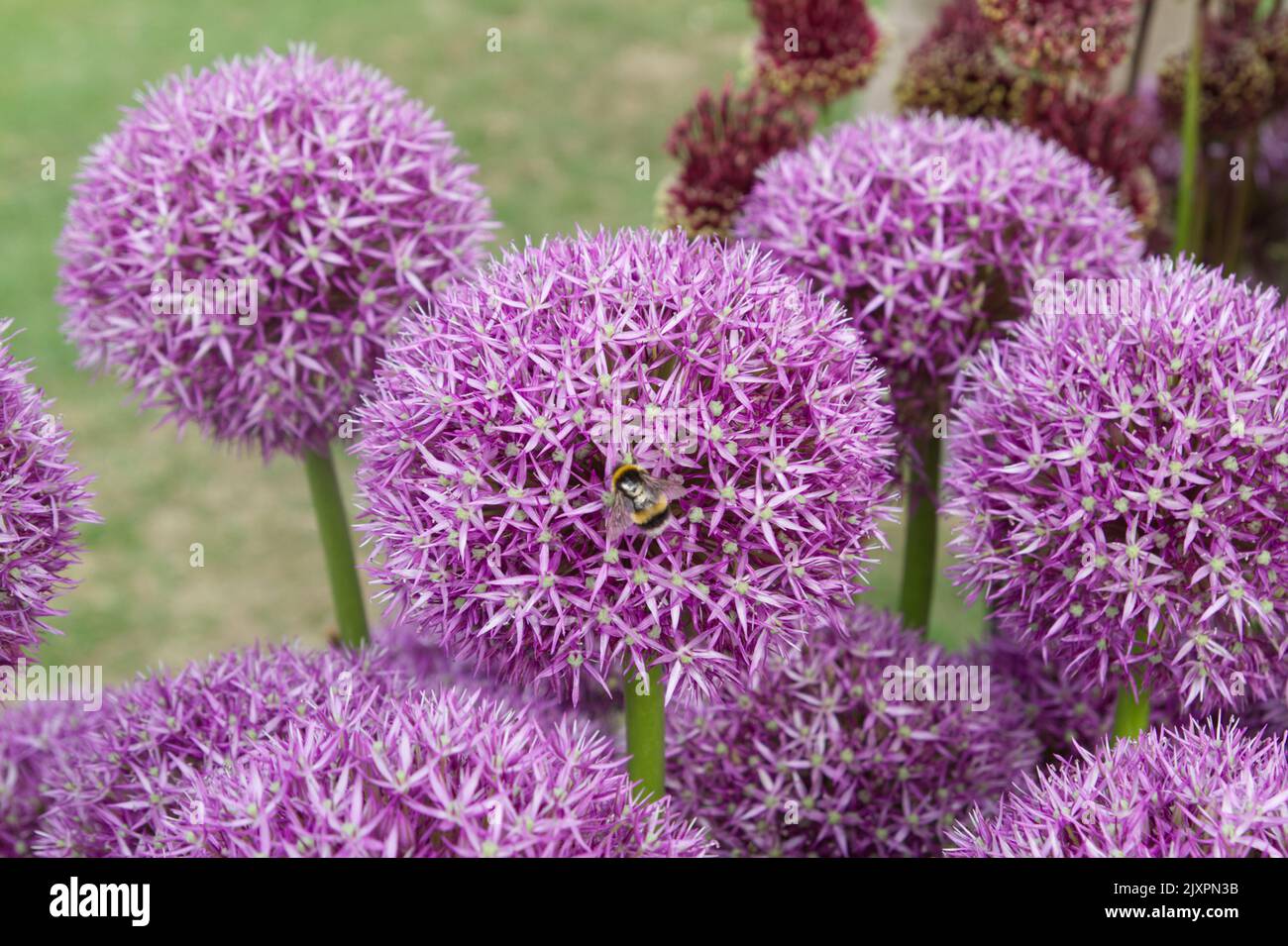 Purple alliums in flower with a buff-tailed bumblebee Stock Photo