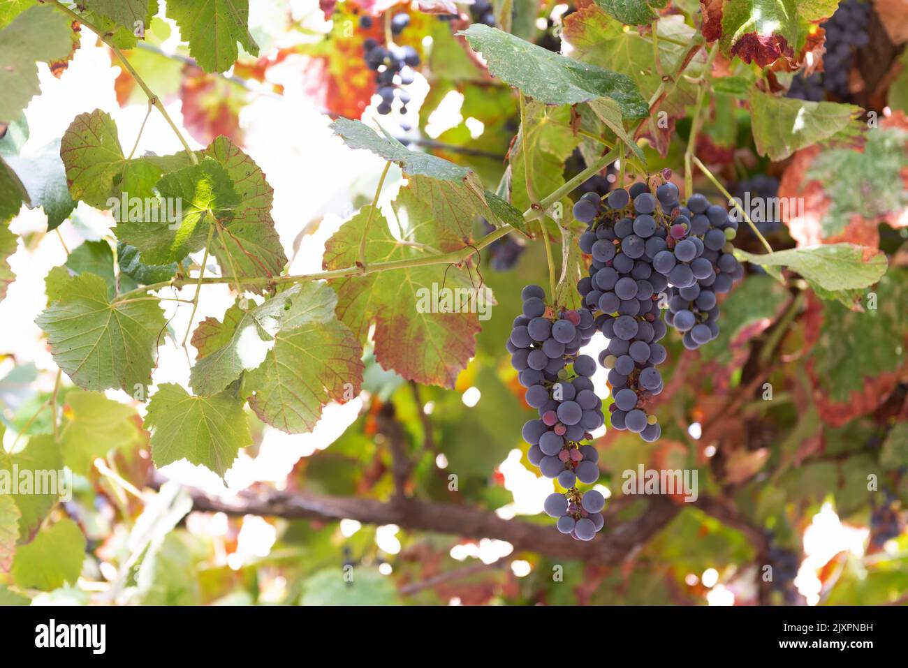 Purple grapes hanging on vines Stock Photo Alamy