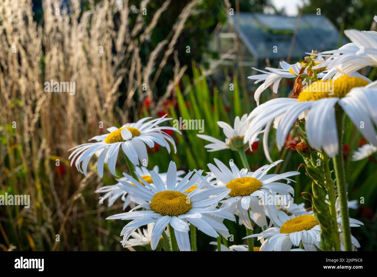 Prarie-style planting with shasta daisies and grasses in evening light. Stock Photo