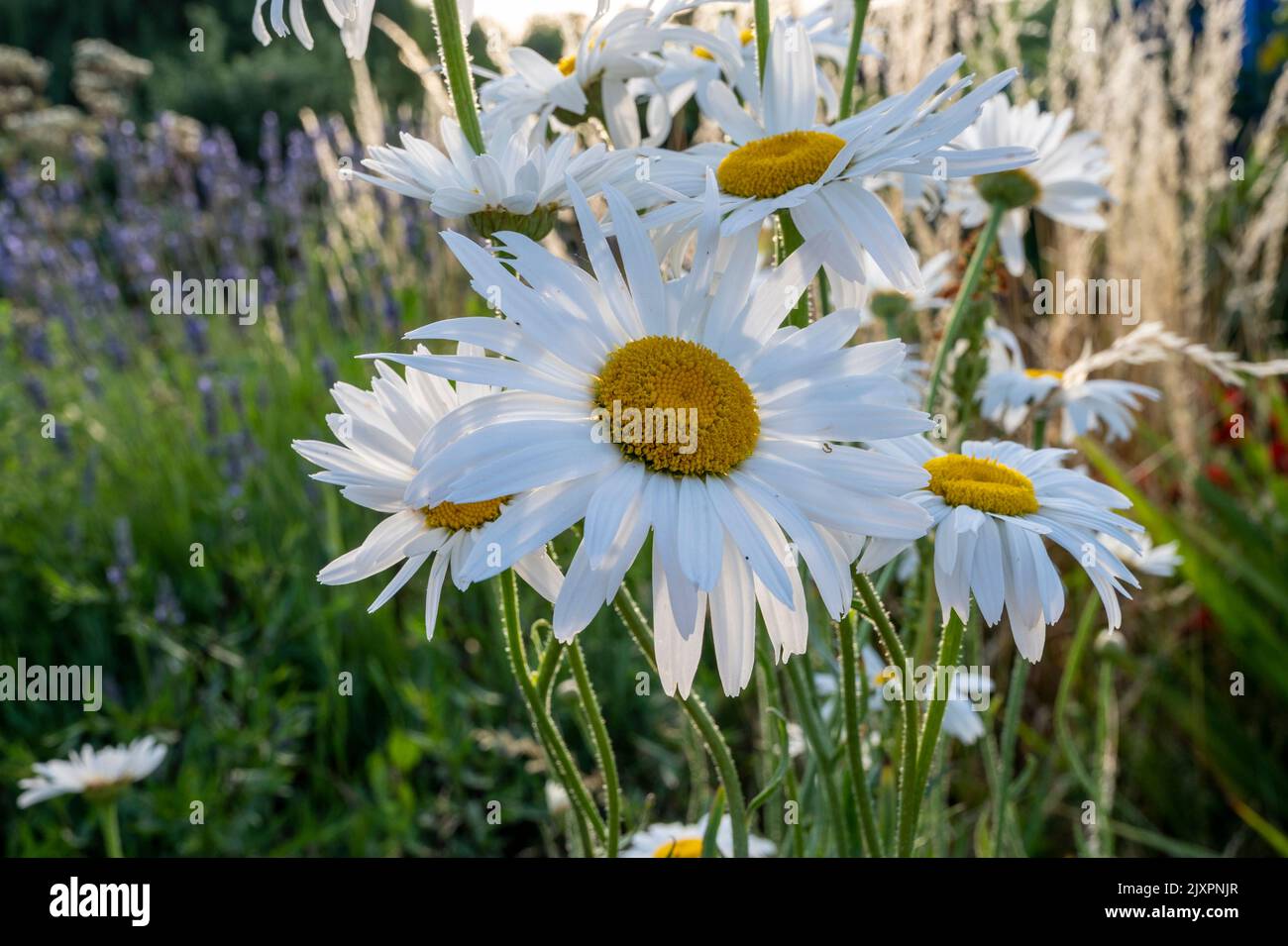 Prarie-style planting with shasta daisies and grasses in evening light. Stock Photo