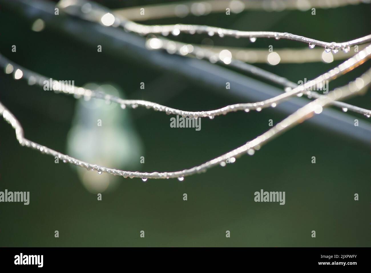 Early morning sunlight catches raindrops on a washing line. Creative. Stock Photo