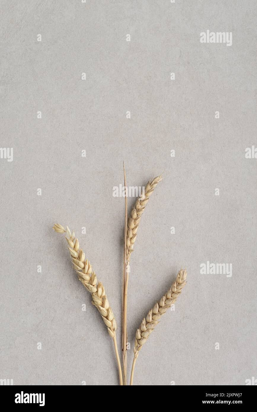 Wheat spikelets with grains on light concrete background, top view Stock Photo