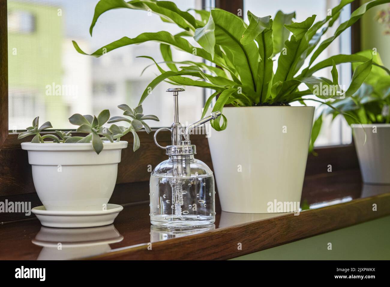 Vintage style plant mister on windowsill with Asplenium nidus and succulent housplants closeup Stock Photo