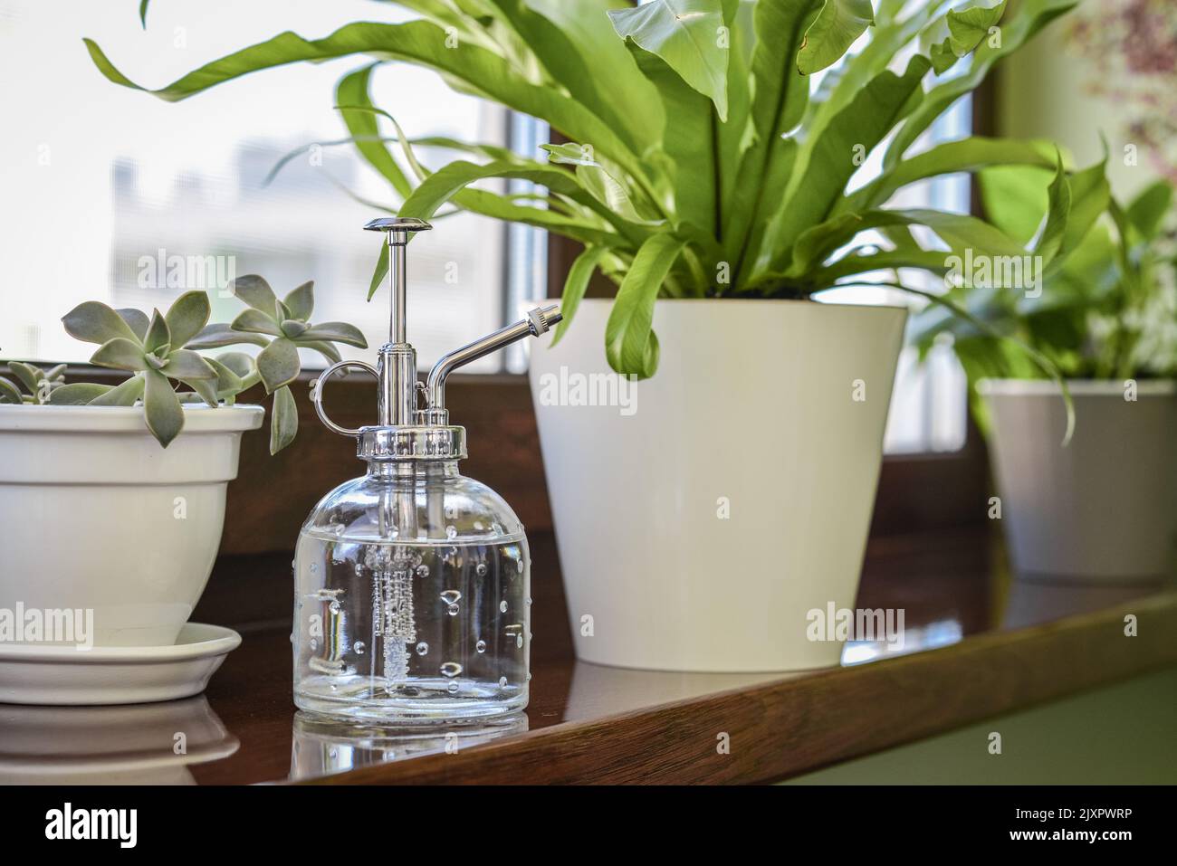 Vintage style plant mister on windowsill with Asplenium nidus and succulent housplants closeup Stock Photo