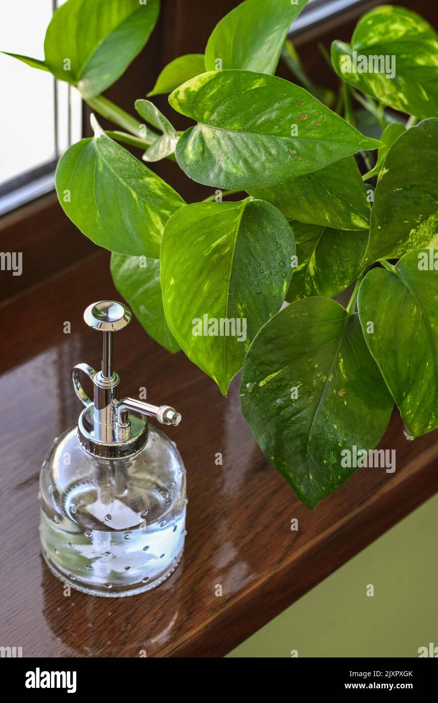 Vintage style plant mister on windowsill with golden epipremnum or golden pothos housplants closeup Stock Photo