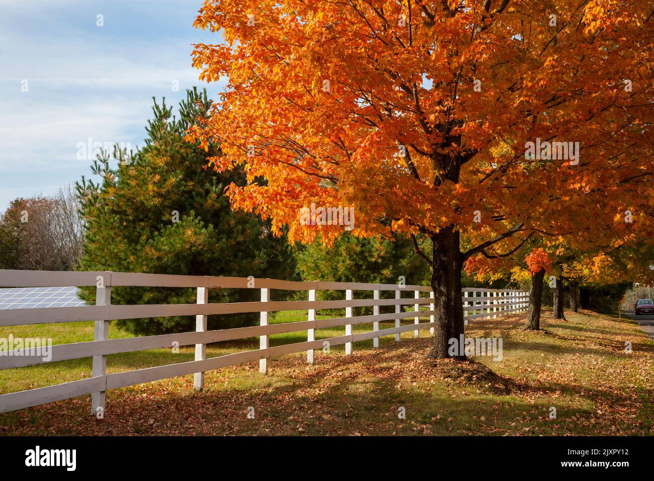 Autumn tree and white fence, NEW Jersey, USA US NJ Stock Photo
