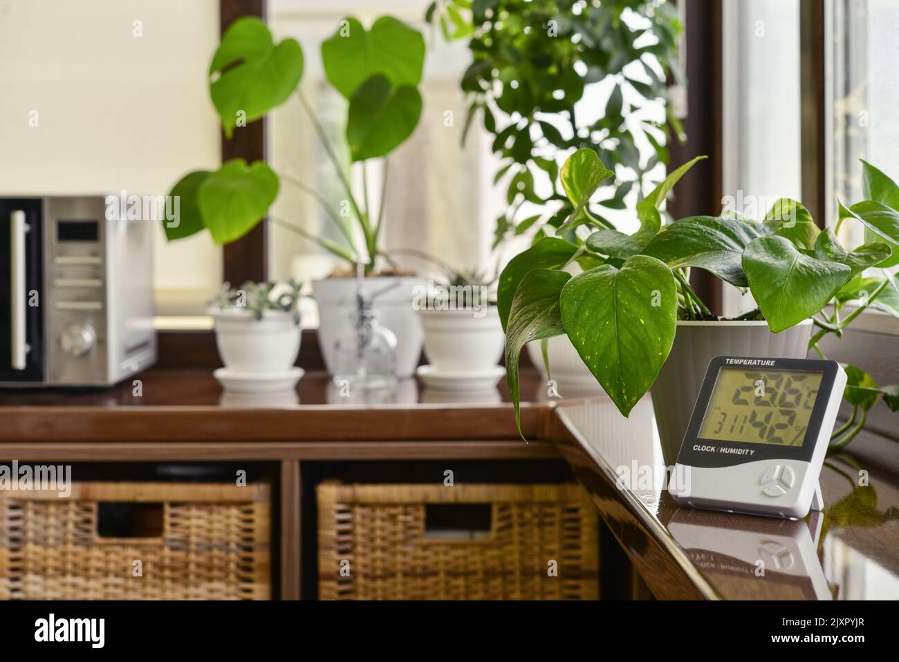 Thermometer hygrometer measuring the optimum temperature and humidity in a house on windowsill with houseplants closeup Stock Photo