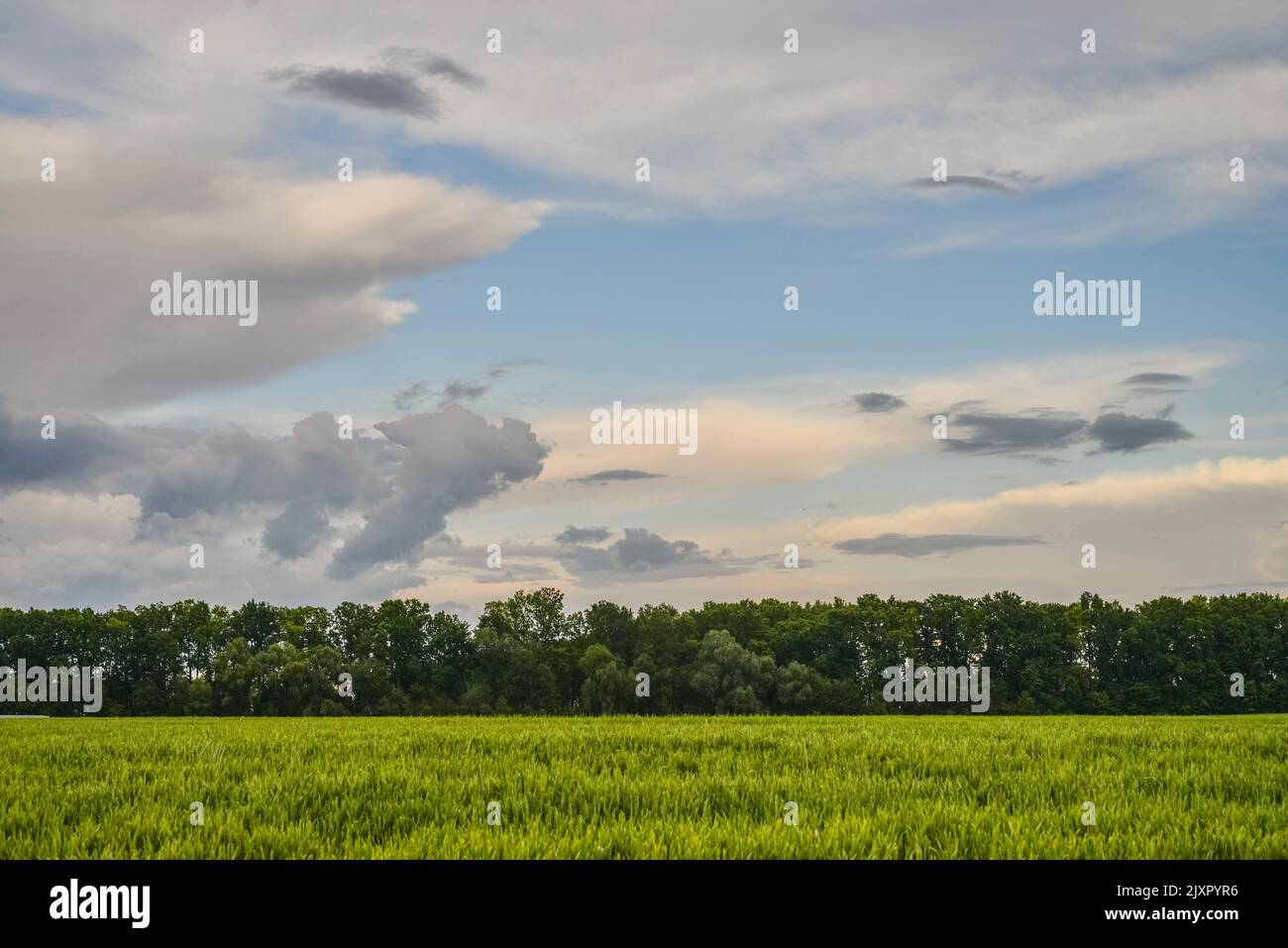 Wheat field with green spikelets and beautyful sky Stock Photo