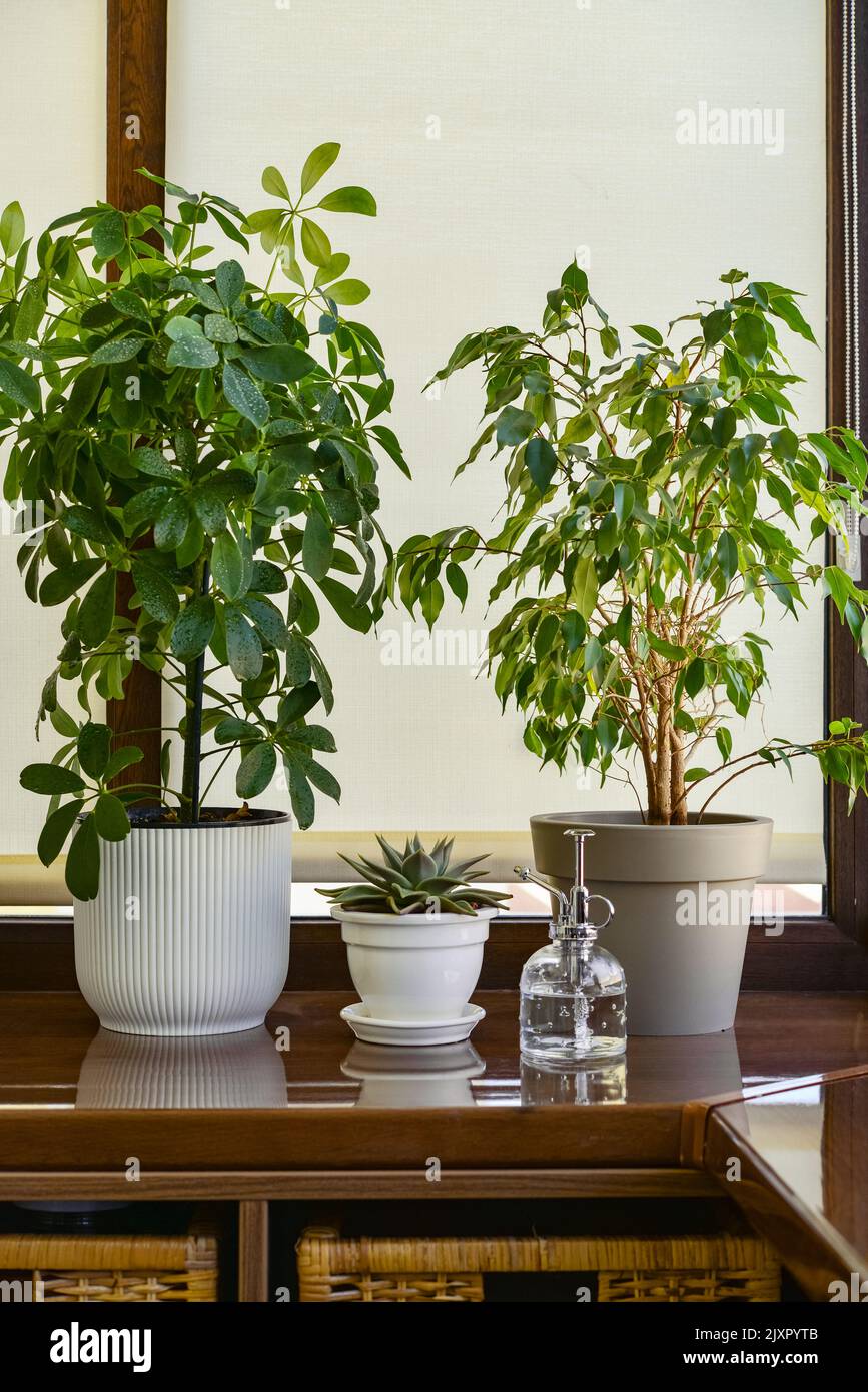 Shefflera, Benjamin's ficus,  echeveria and vintage style plant mister on windowsill on balcony Stock Photo