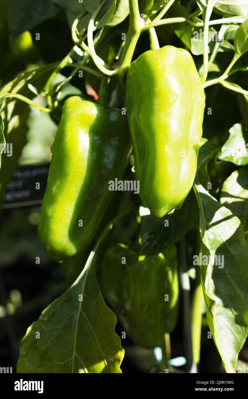 Capsicum annuum 'just Sweet' peppers on the vine. Stock Photo