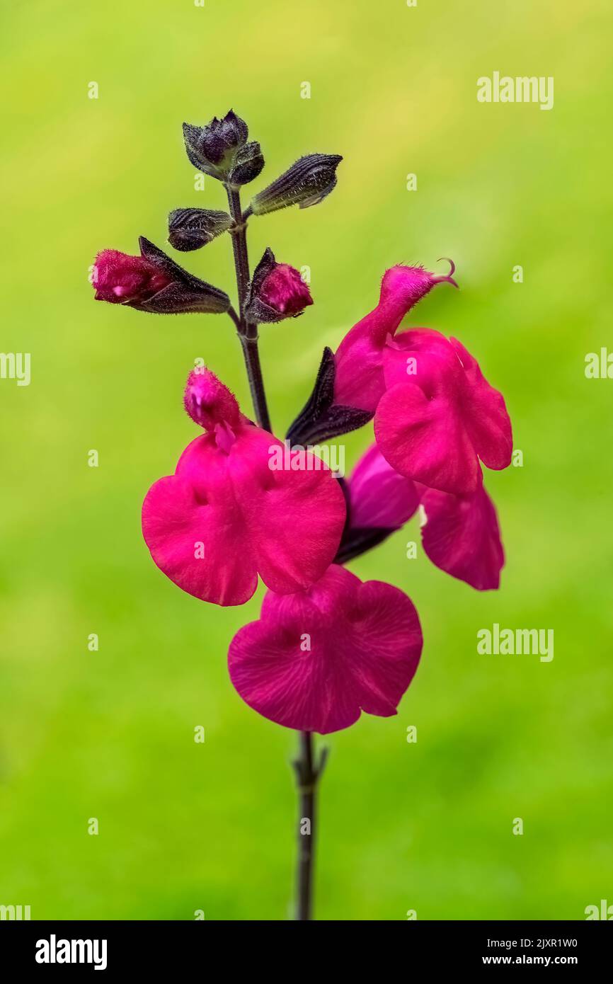 Salvia 'Deep Cerise' a red summer autumn flower plant commonly known as baby sage, stock photo image Stock Photo