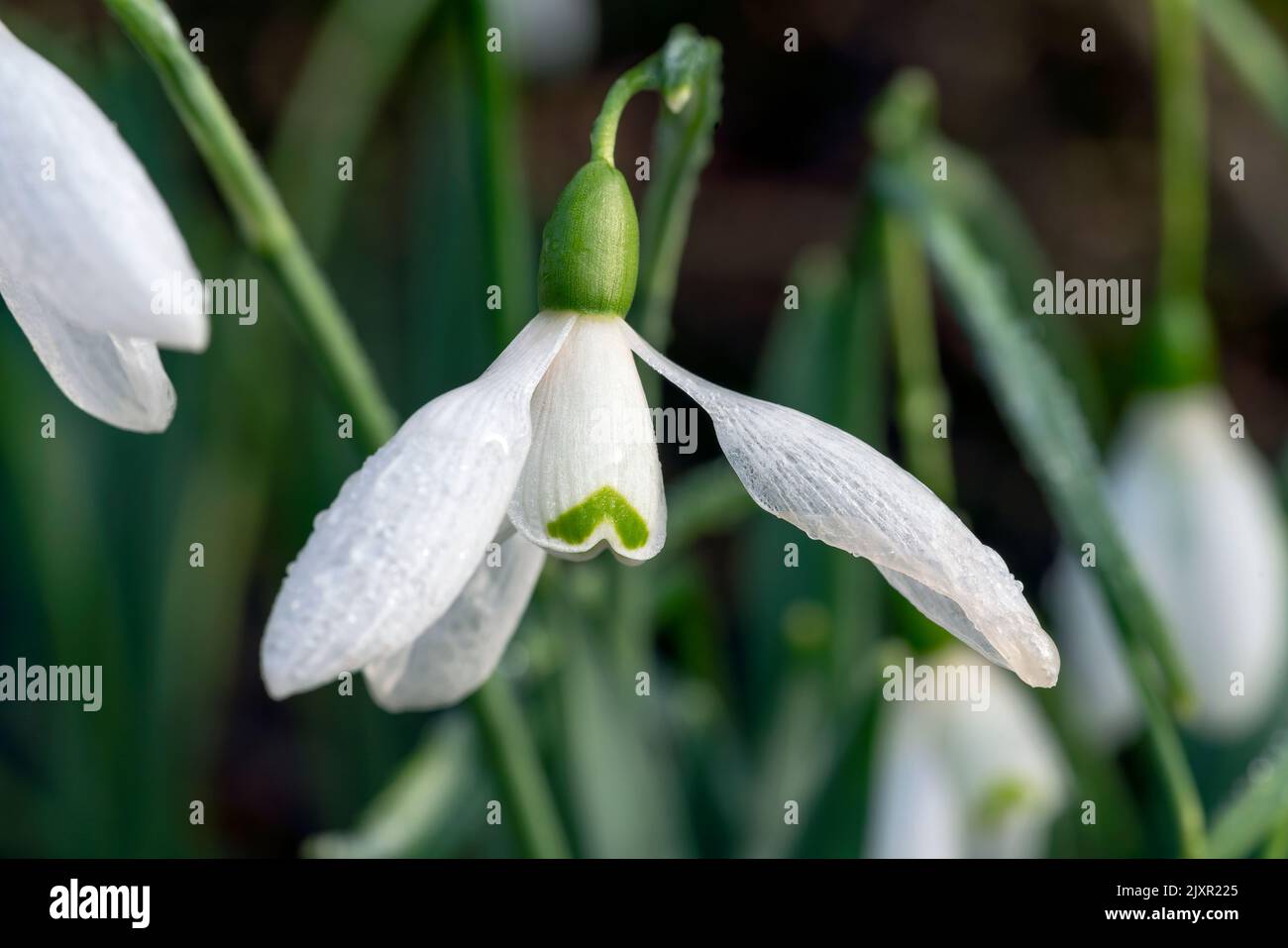 Snowdrop, galanthus elwesii 'Mrs Macnamara' an early winter spring bulbous flowering plant with a white springtime flower which opens in January and F Stock Photo