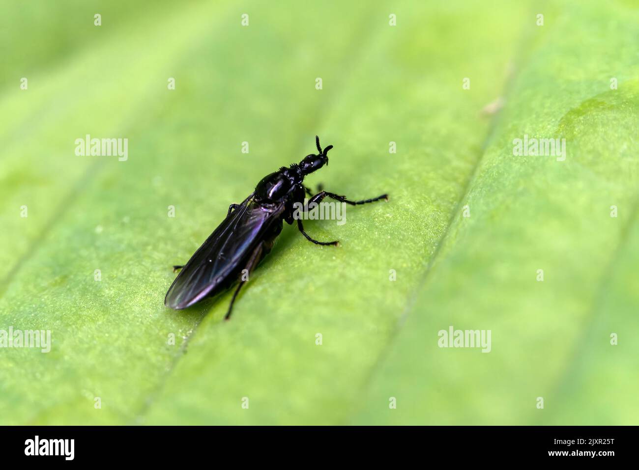 Fever fly (Dilophus febrilis) a black flying insect species found in the UK and Europe stock photo image Stock Photo