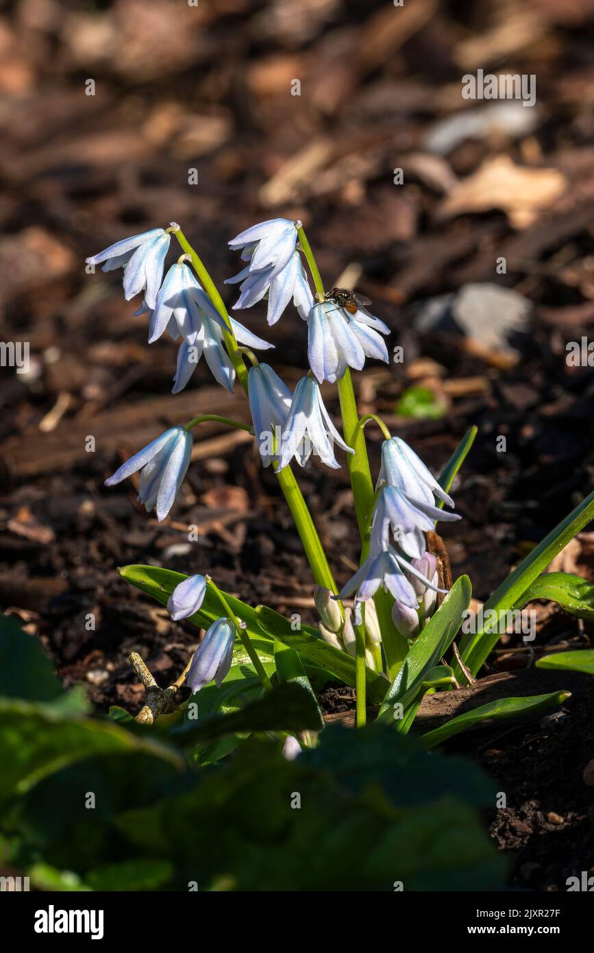 Scilla mischtschenkoana a winter spring flowering bulbous plant with a white, blue wintertime flower commonly known as Misczenko squill, stock photo i Stock Photo