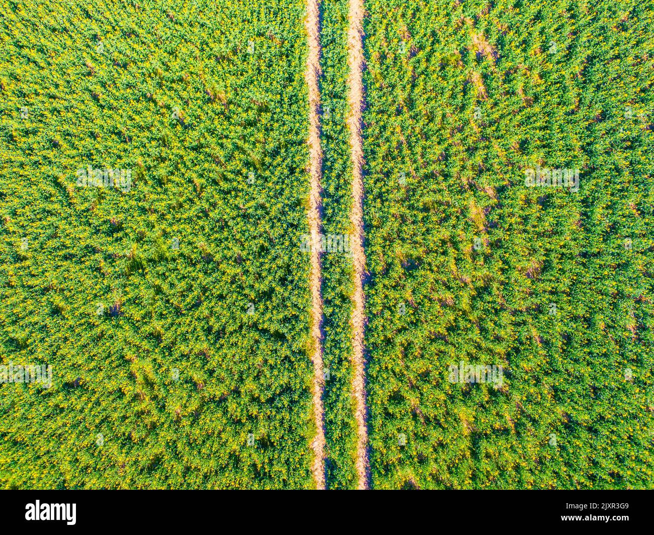 Aerial top view of the agriculture crop field. Green field with road