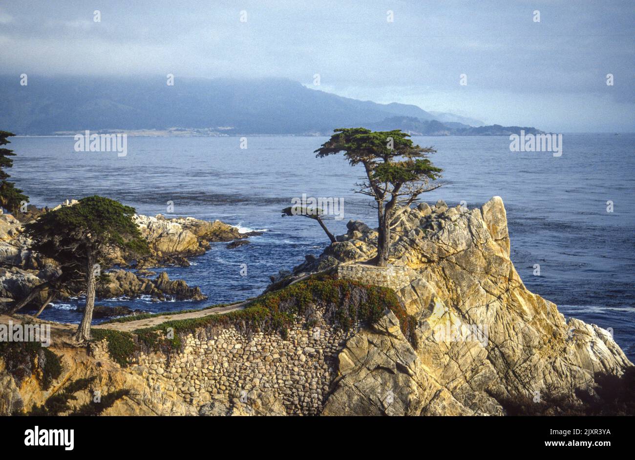 The Lone Cypress tree at Pebble Beach on Cartmel Bay in 1990, California, USA Stock Photo