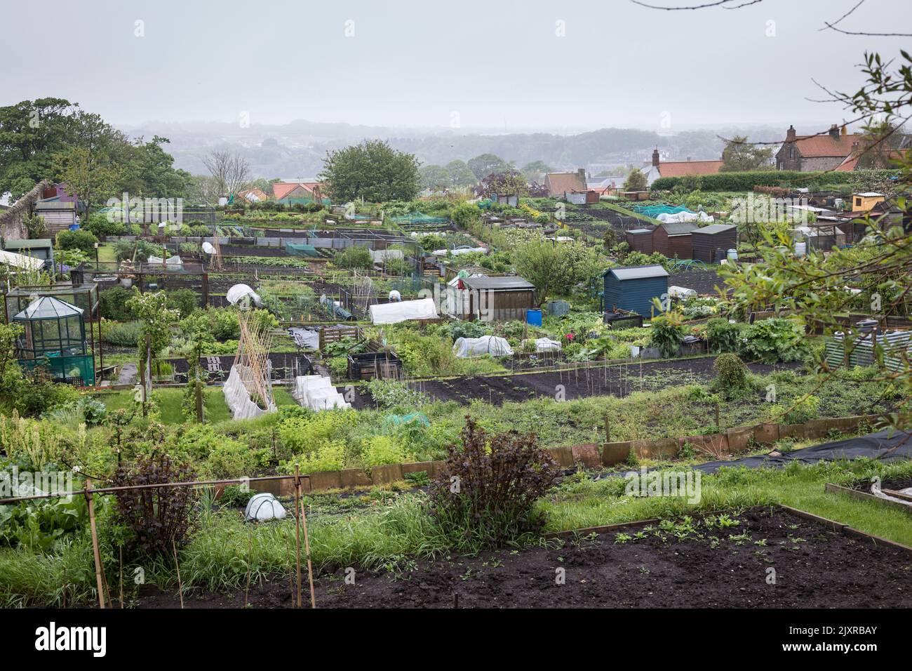 Lions House allotments in Berwick-upon-Tweed, England. Stock Photo