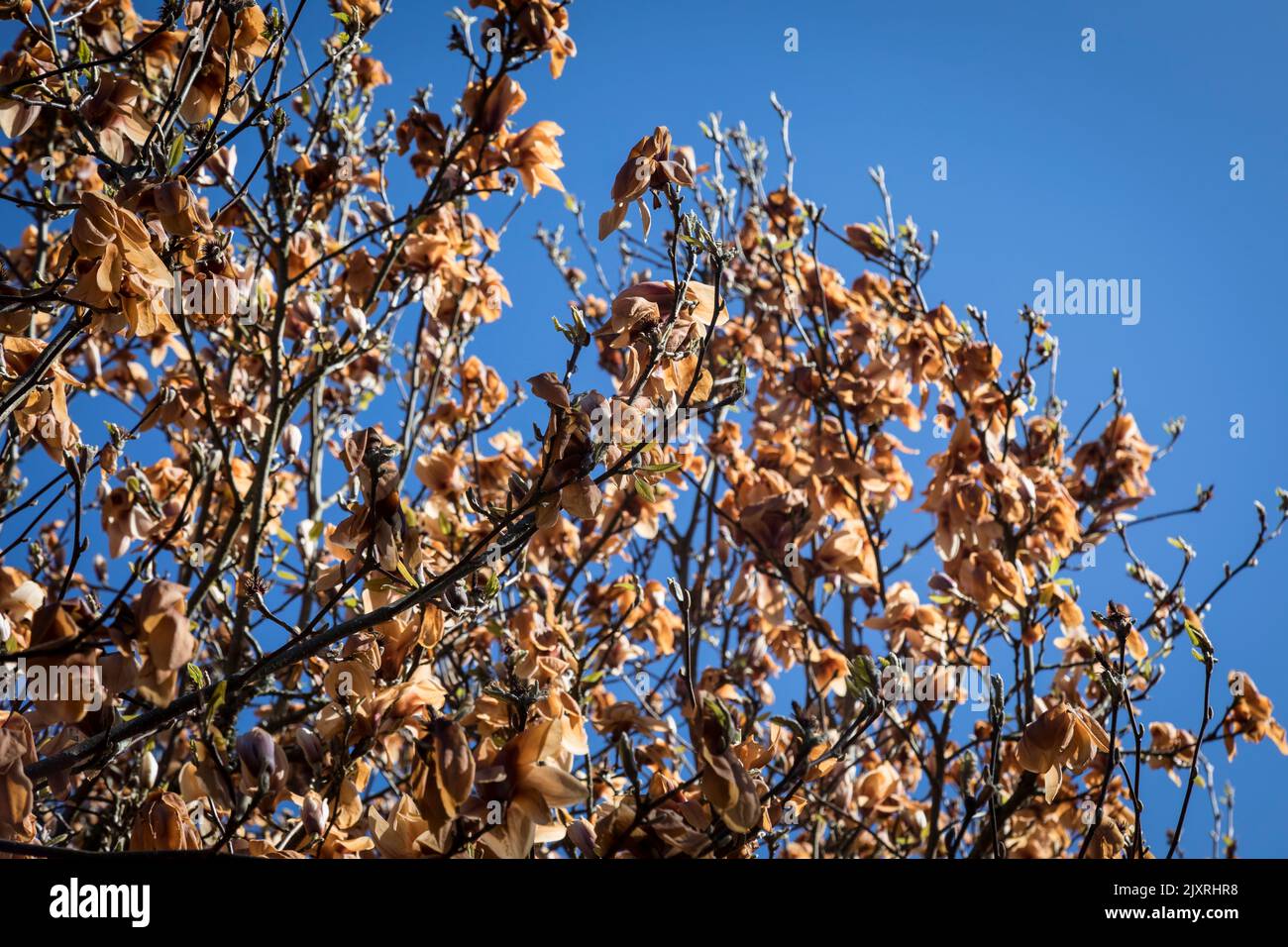 Magnolia blossum turned brown by a late frost, contrasted against a blue sky in a Surrey garden, England. Stock Photo