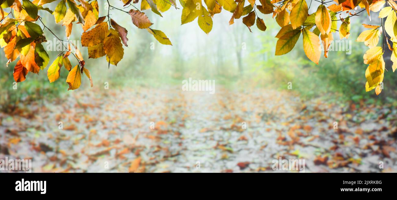 Beautiful autumn background with sunrise in the forest. Sunbeams on tree branches. Stock Photo