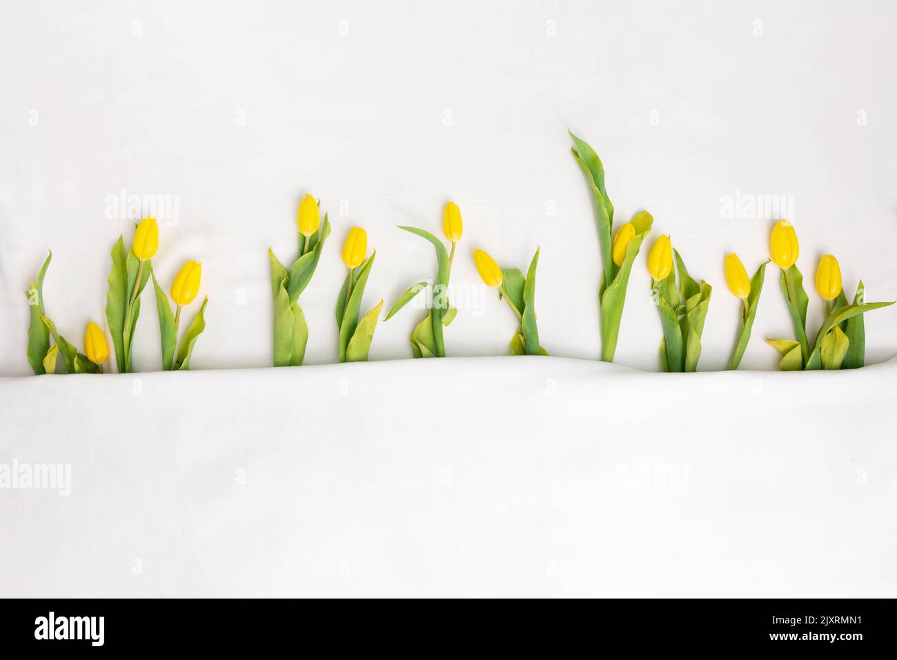 a simple row of yellow tulips in a row peeking out of a blanket as a spring background with copy space. Stock Photo