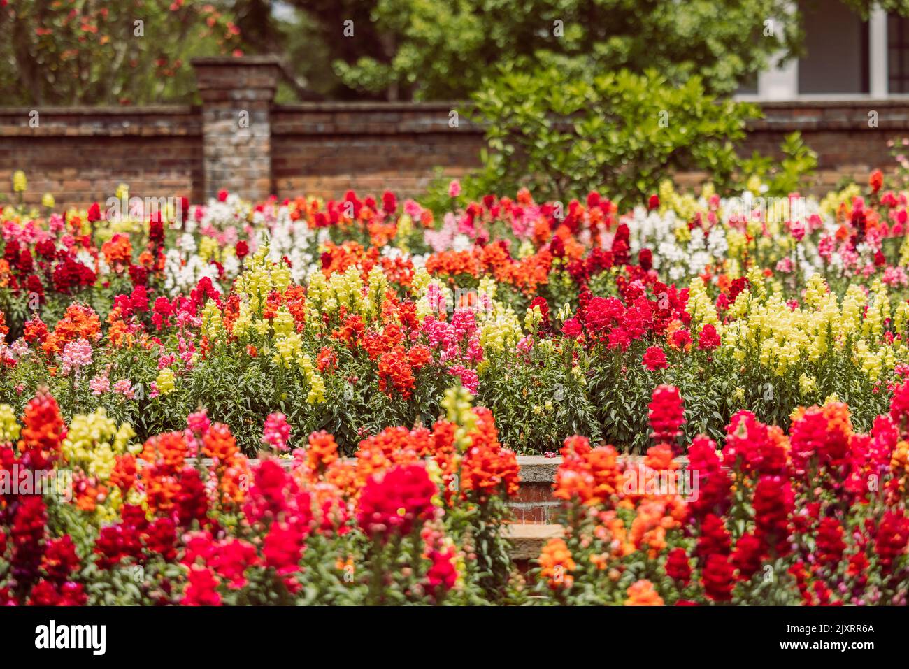 A large and colorful garden of trailing candy showers snapdragons in bloom in the spring. Stock Photo