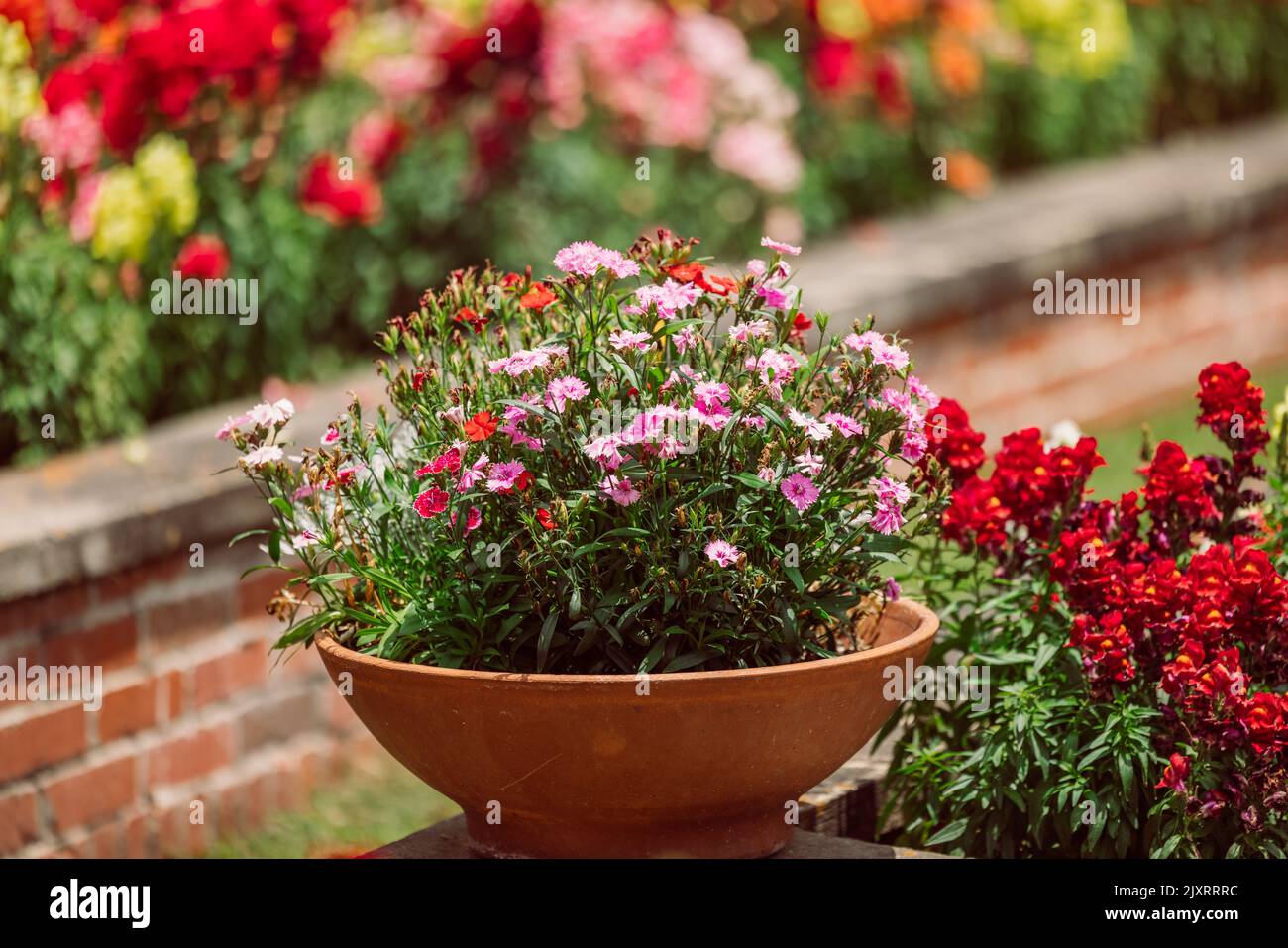 A potted annual blooming plant in front of a large and colorful garden of trailing candy showers snapdragons in bloom in the spring. Stock Photo