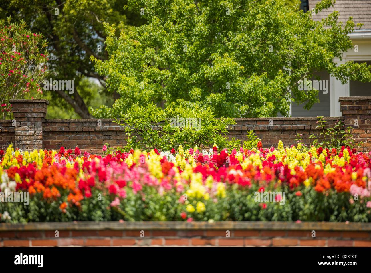 A large and colorful garden of trailing candy showers snapdragons in bloom in the spring. Stock Photo