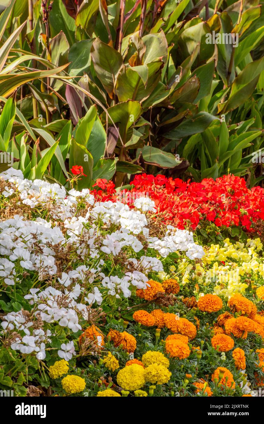 colourful bedding plants and flowers creating a bright multicoloured