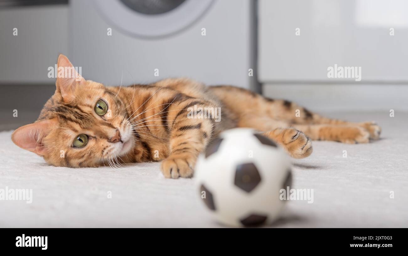 Bengal cat plays with a ball on the floor. Playing cat Stock Photo - Alamy