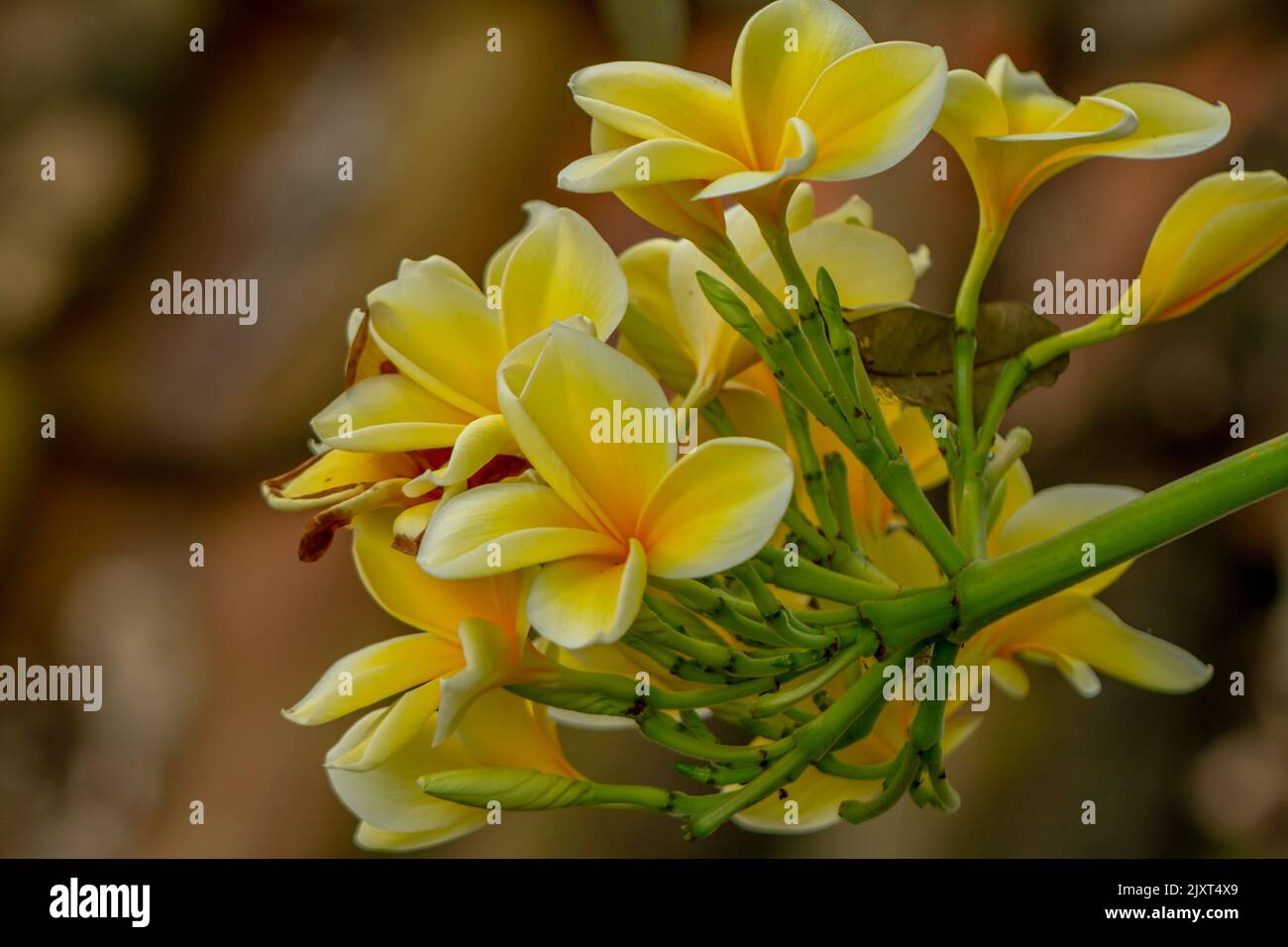 A blooming frangipani flower in a combination of yellow and white, decorates the garden and outdoor yard Stock Photo