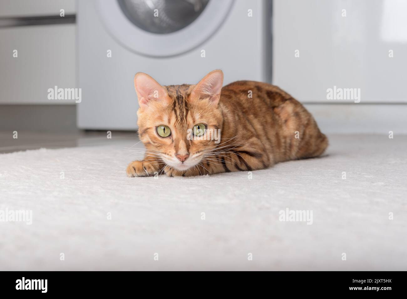 Beautiful domestic cat lies on the carpet in the room. Stock Photo