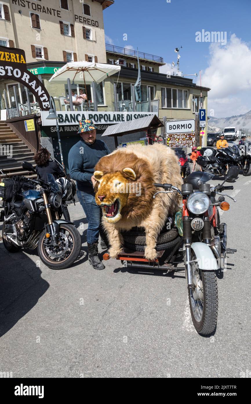 Motorcycle with life size lion as a sidecar at the summit of the Passo dello Stelvio, Italy. Stock Photo