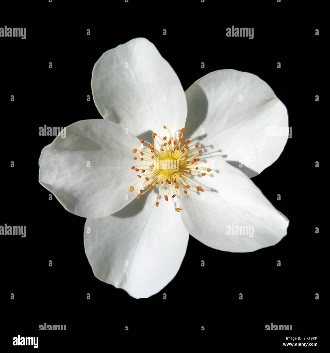 White rose agrestis black on an isolated background Stock Photo