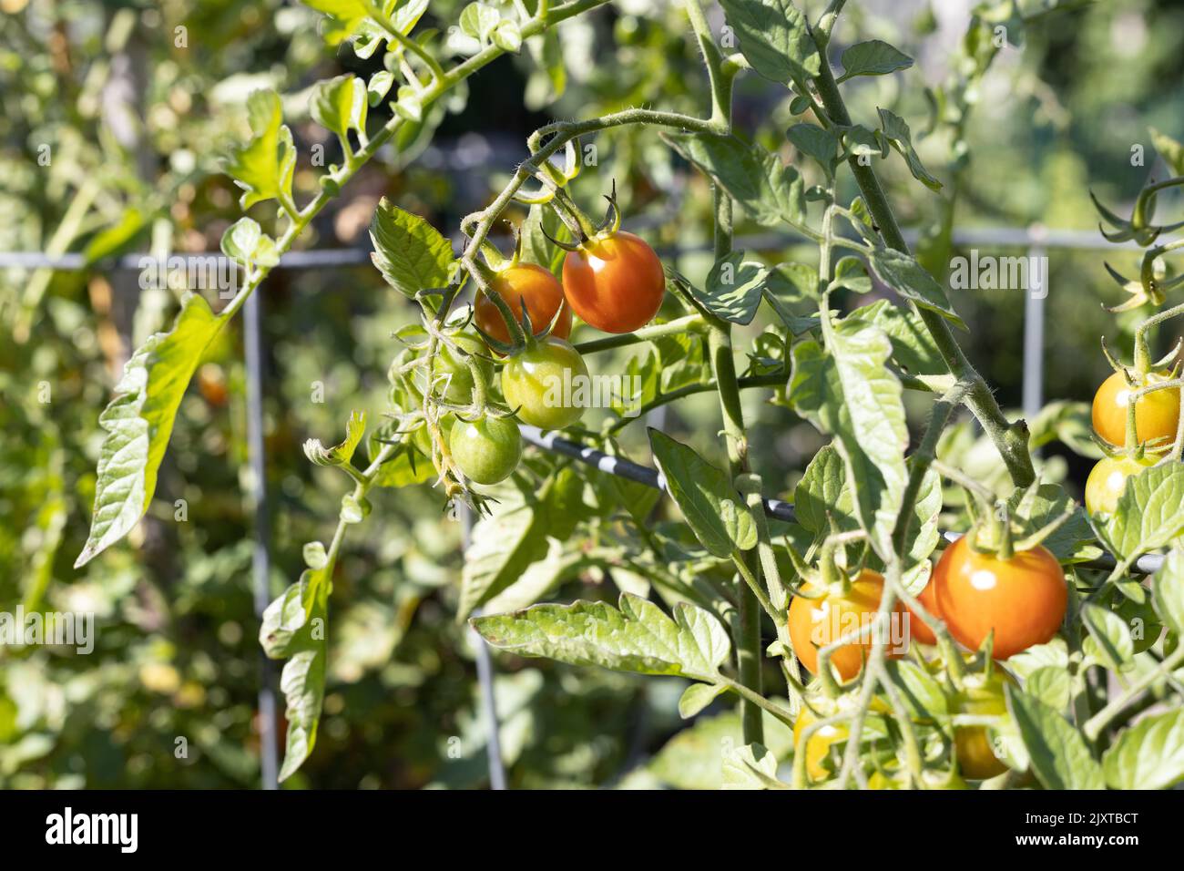 Solanum lycopersicum 'Sugar Rush' tomato plant. Stock Photo